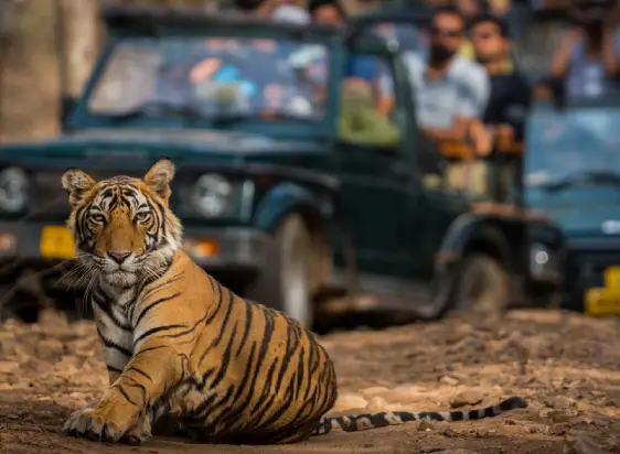 3 Days Ranthambore Tiger Safari Tour